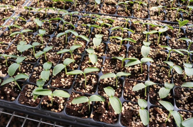 小黃瓜種植時機 小黃瓜種植時機