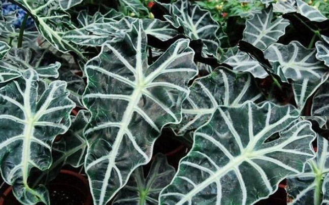 觀音蓮品種介紹 觀音蓮品種介紹