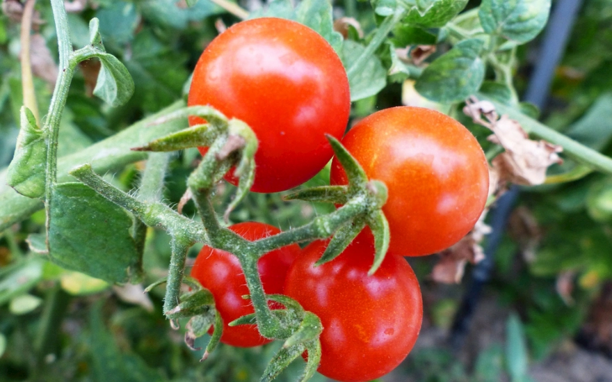 番茄移植時間 番茄移植時間