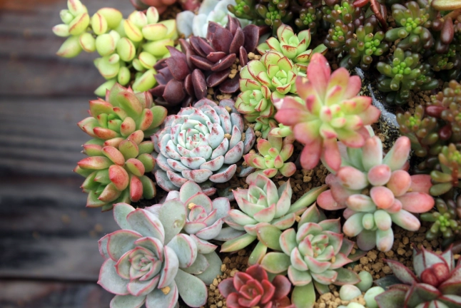 光合作用對多肉的影響