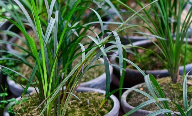 蘭花養護技巧 蘭花養護技巧