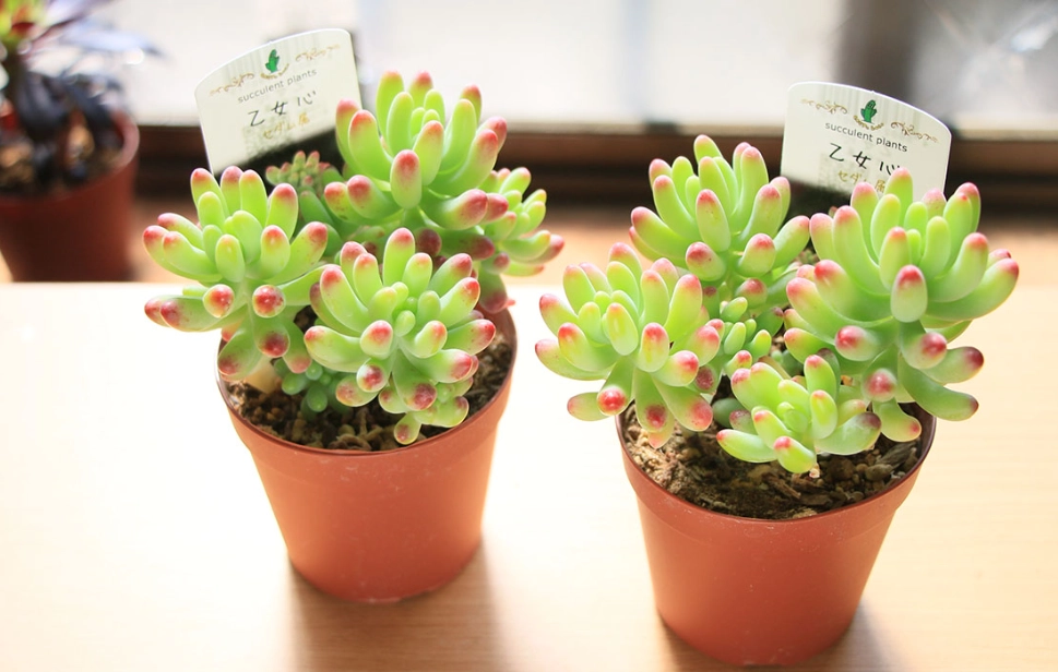 多肉植物換盆方法