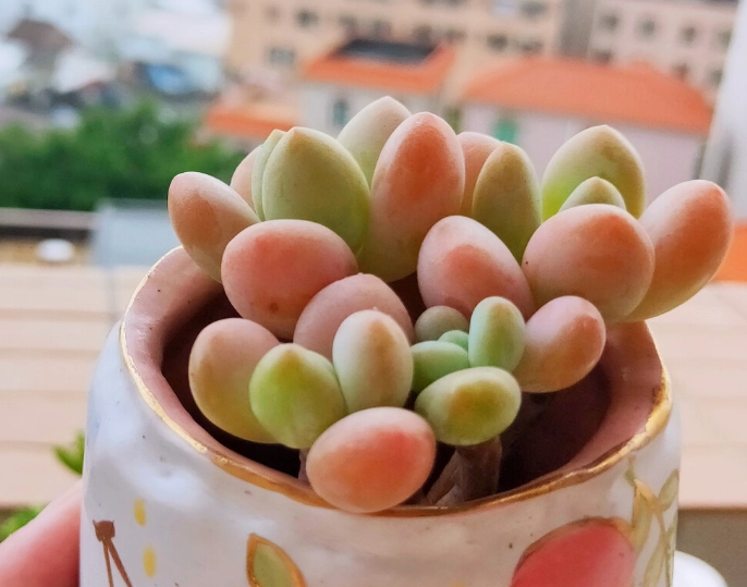 多肉植物換盆方法