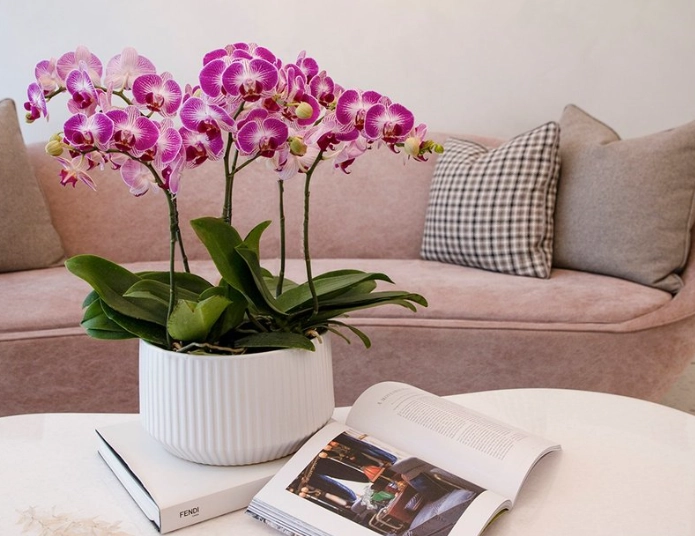 盆栽蘭花澆水 盆栽蘭花澆水