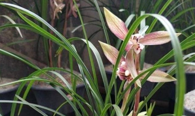 蘭花修剪方法 蘭花修剪方法