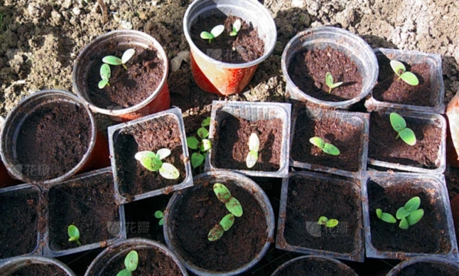 小黃瓜種植時機 小黃瓜種植時機