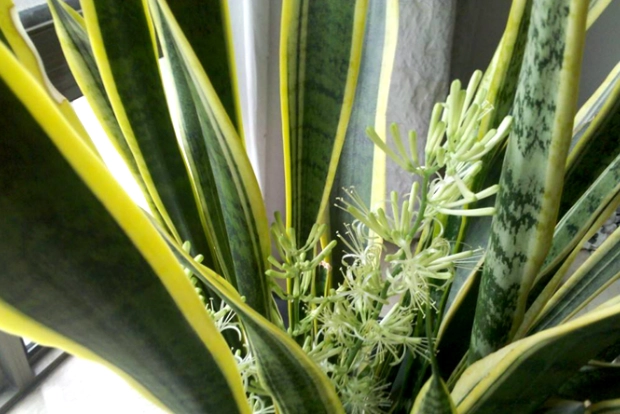 蘭花葉片變軟處理