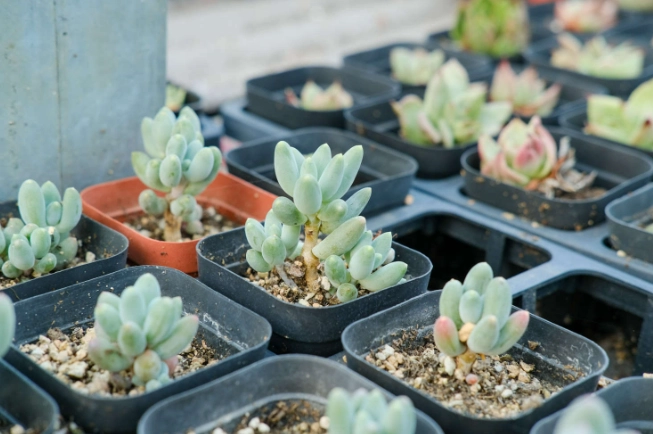 多肉植物光照需求