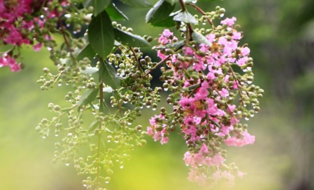 送朋友的花 送朋友的花