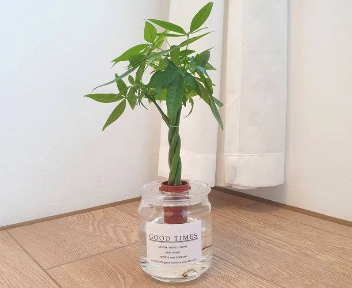 水耕栽培技術 水耕栽培技術