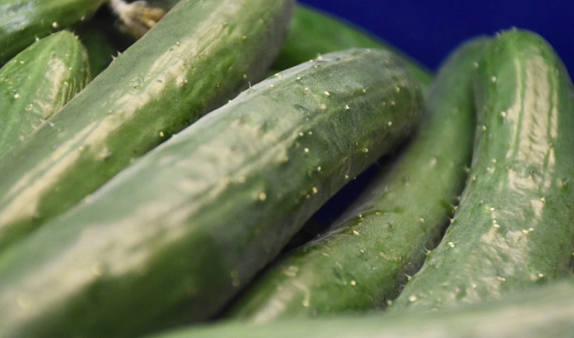 小黃瓜種植秘訣 小黃瓜種植秘訣