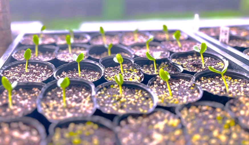 小黃瓜種植技巧 小黃瓜種植技巧