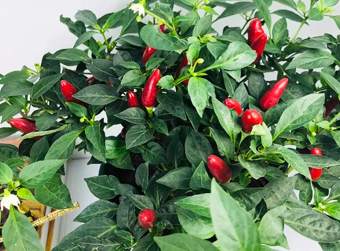 辣椒盆栽種植方法