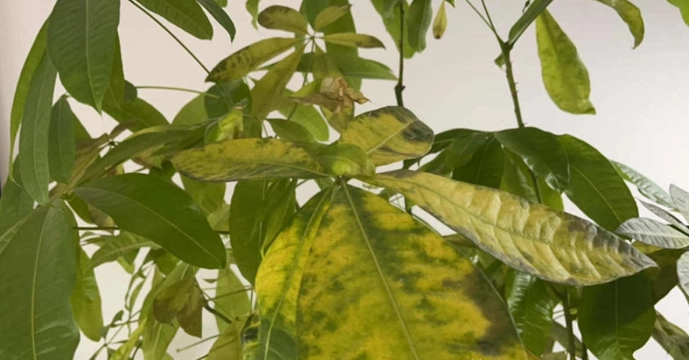 植物叶子变黄处理 植物叶子变黄处理