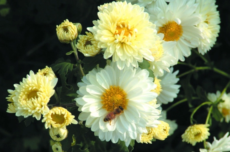 杭菊食用 杭菊食用