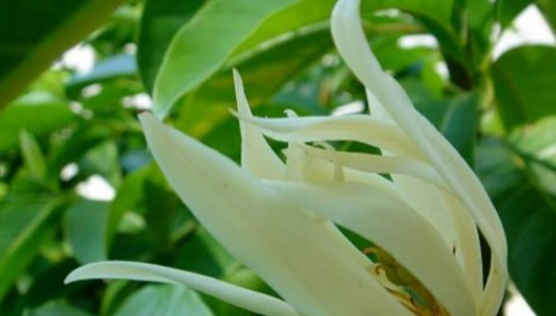 白蘭花照顧 白蘭花照顧