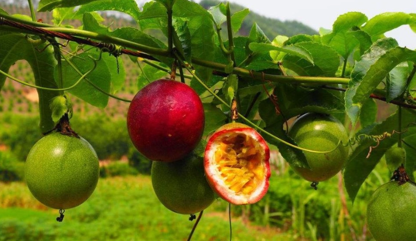 百香果怎麼吃 百香果怎麼吃