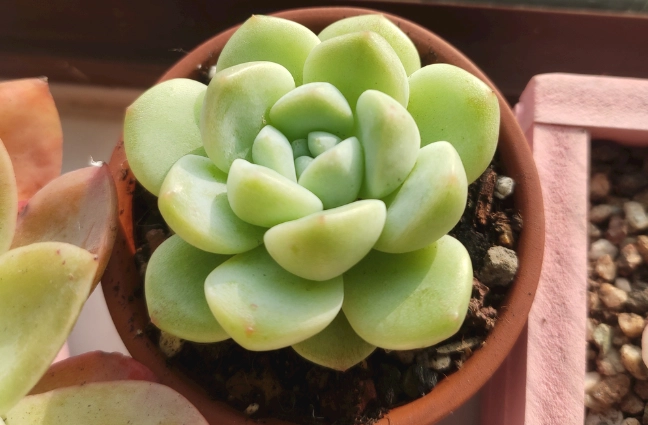 光合作用對多肉的影響