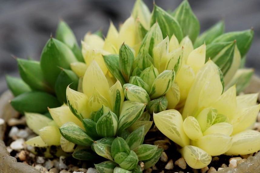 多肉換盆洗根方法 多肉換盆洗根方法