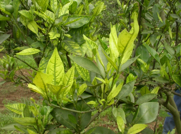 金桔葉子變黃原因