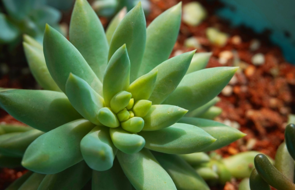 多肉植物換盆土壤