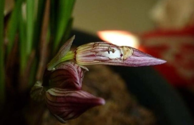 蘭花葉子發黃 蘭花葉子發黃