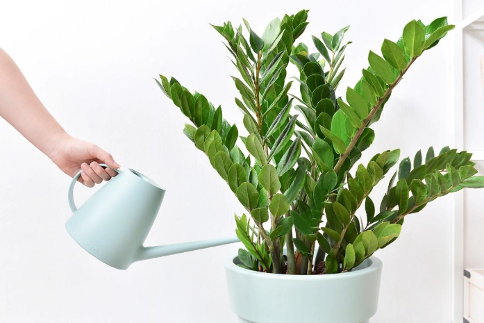 金錢樹肥料推薦