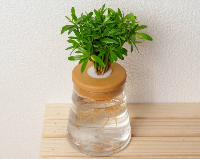 水耕農業 水耕農業