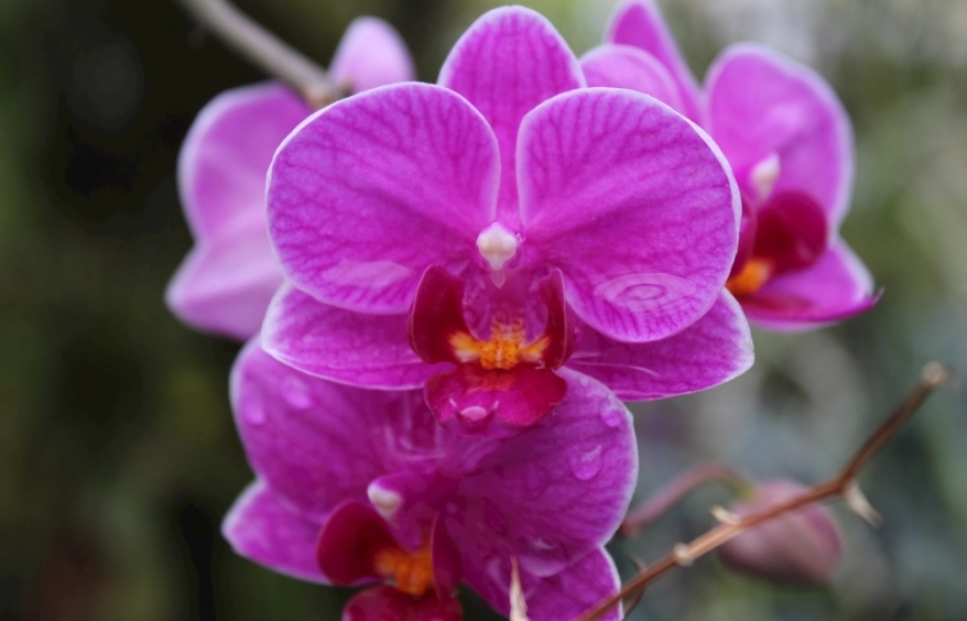 盆栽蘭花照顧技巧 盆栽蘭花照顧技巧