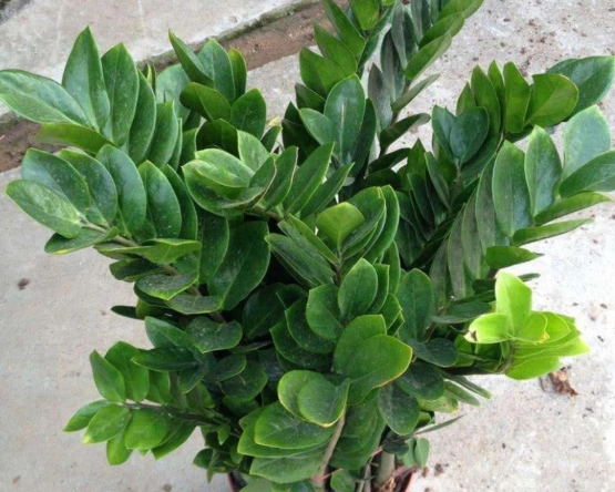 金錢樹葉子軟化處理