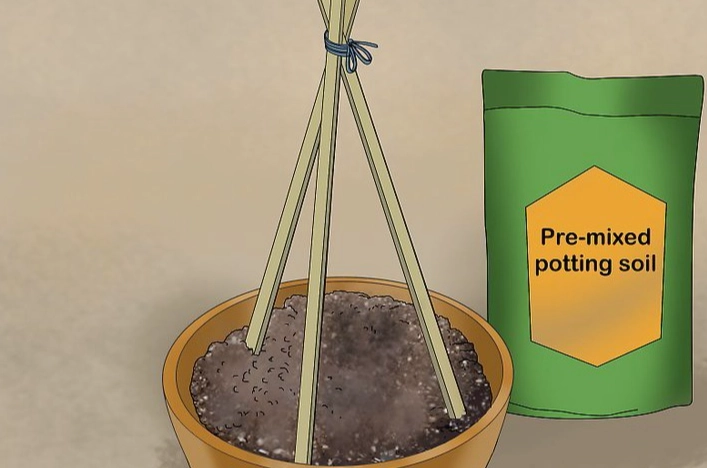 家庭菜園小黃瓜