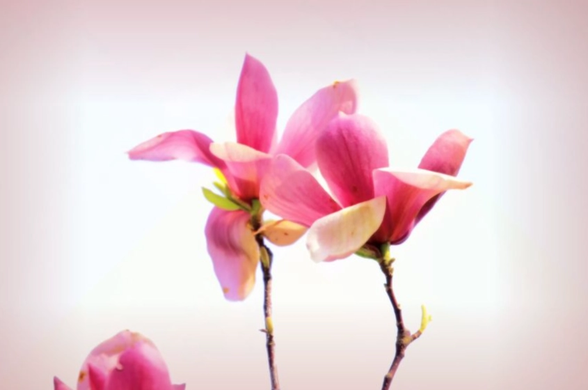 蘭花凋謝處理 蘭花凋謝處理