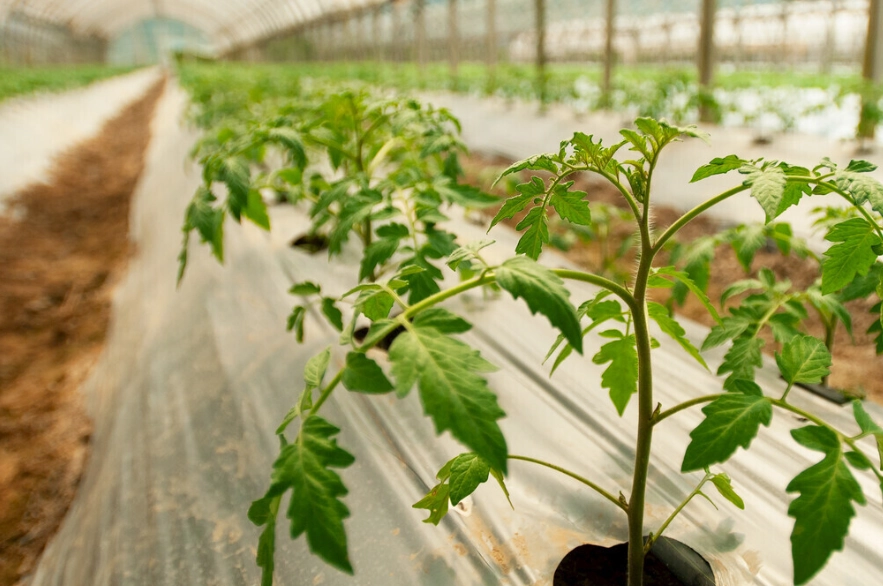 牛番茄病虫害防治