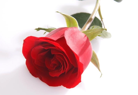 花朵性格象征 花朵性格象征