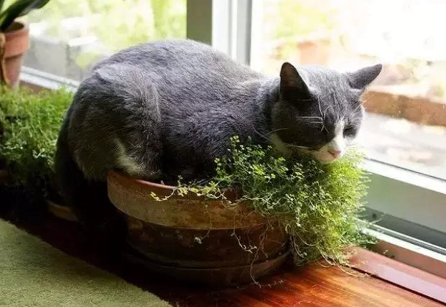 貓草種植 貓草種植