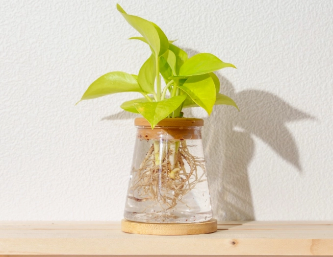 水耕栽培技術 水耕栽培技術