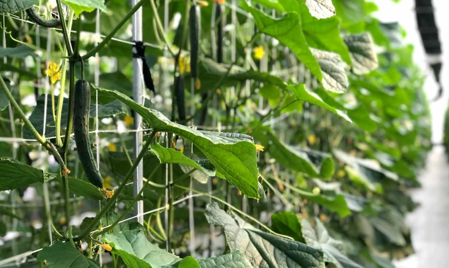 小黃瓜栽培方法 小黃瓜栽培方法