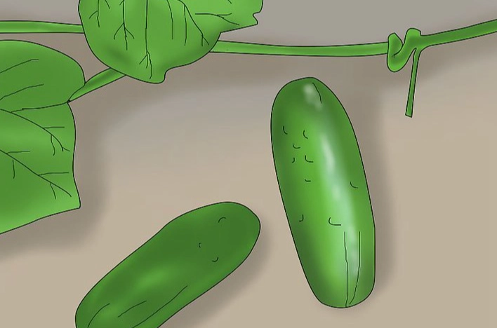 盆栽小黃瓜技巧 盆栽小黃瓜技巧