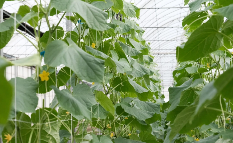 小黃瓜生長階段 小黃瓜生長階段