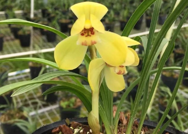 蘭花根部腐爛 蘭花根部腐爛