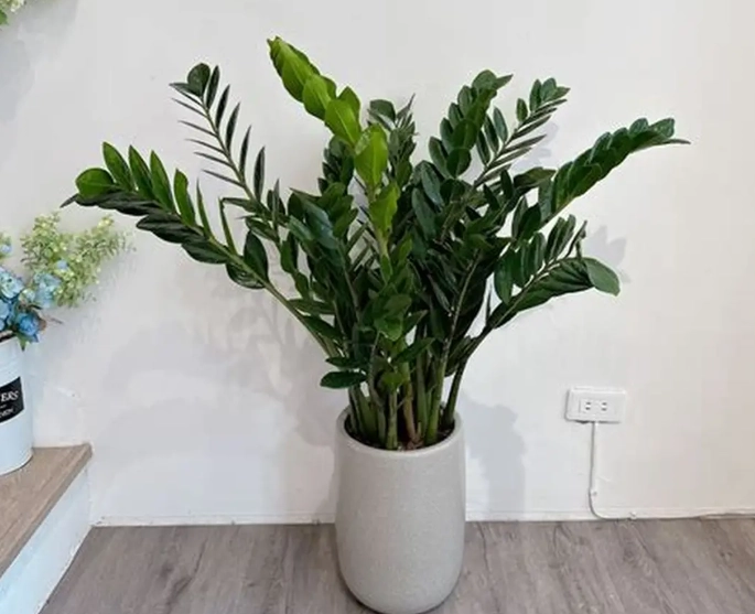 金錢樹養護技巧