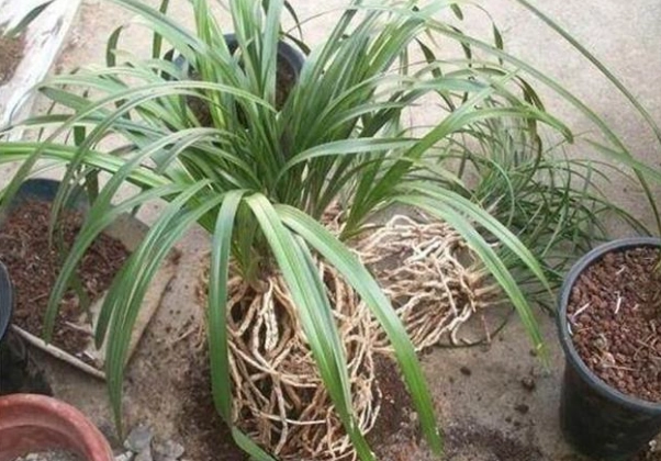 蘭花氣根修剪 蘭花氣根修剪