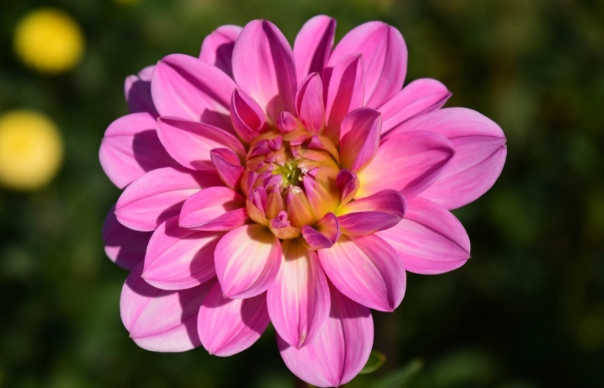 溫柔花卉推薦 溫柔花卉推薦