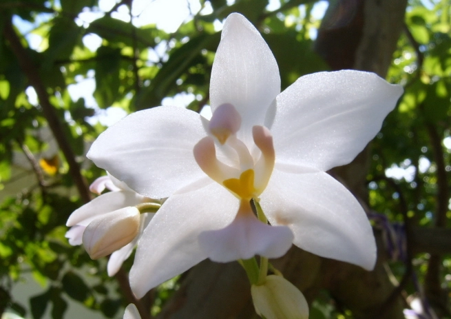 白蘭花盆栽 白蘭花盆栽