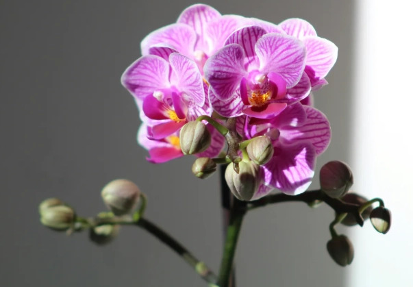 蘭花氣根修剪 蘭花氣根修剪