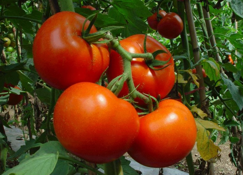 小番茄栽培技巧 小番茄栽培技巧