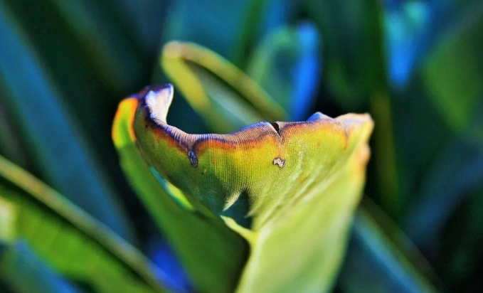 植物叶子枯黄 植物叶子枯黄