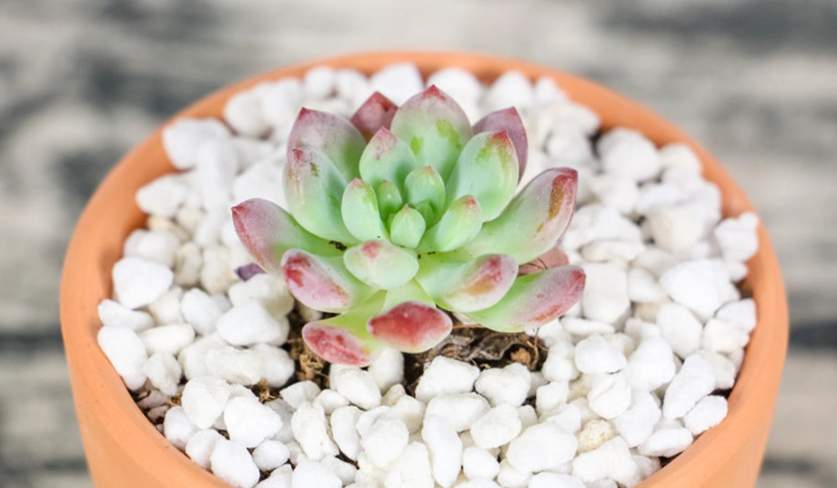 如何判斷多肉缺水