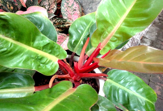 植物叶子变黄处理