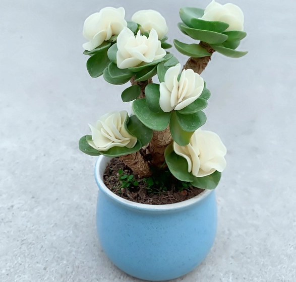 多肉植物盆栽照顧 多肉植物盆栽照顧